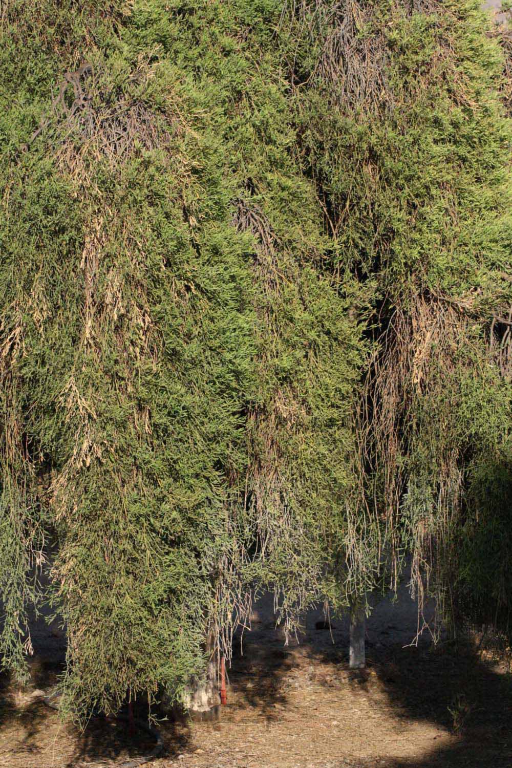            Habit (Riverside, CA)   